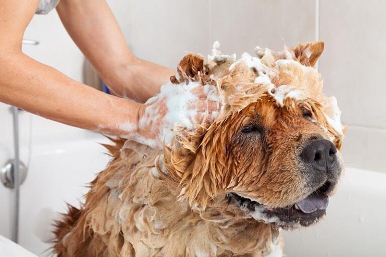 Jak dbać o higienę psa