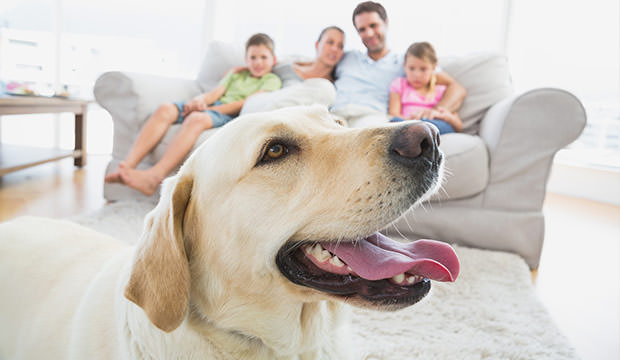Jaka rasa psa dla rodziny z dziećmi?